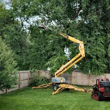 Best Tree Preservation Services  in West Liberty, KY