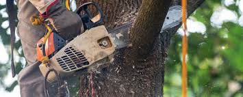 Best Tree Mulching  in West Liberty, KY