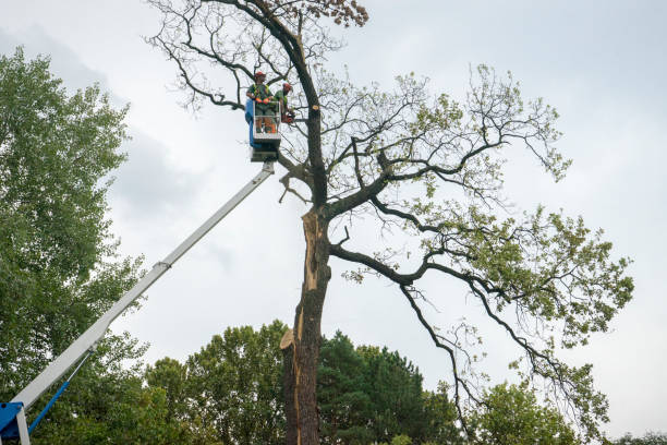 Trusted West Liberty, KY Tree Care Experts