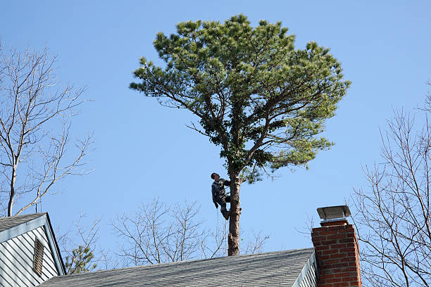 Best Commercial Tree Services  in West Liberty, KY