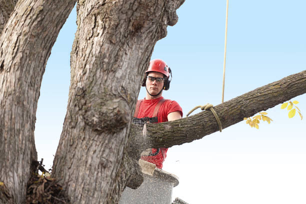 Best Seasonal Cleanup (Spring/Fall)  in West Liberty, KY